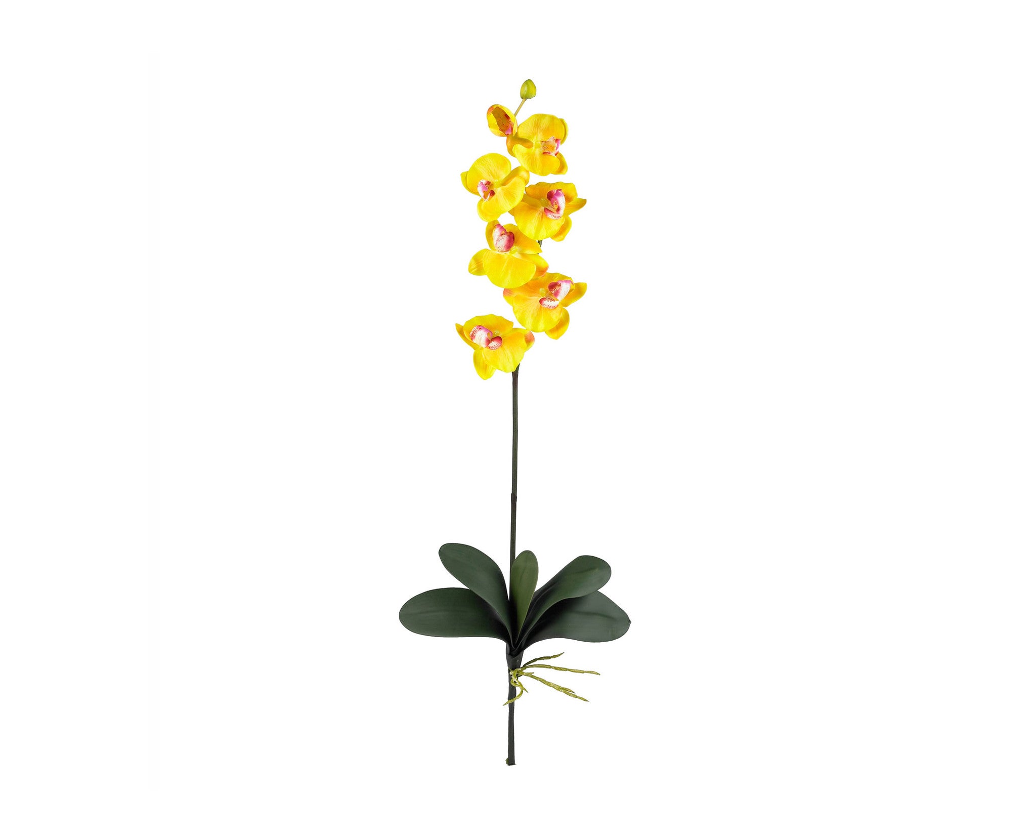 Phalaenopsis Yellow (12) nn