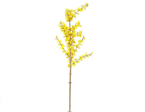 Forsythia Flowers
