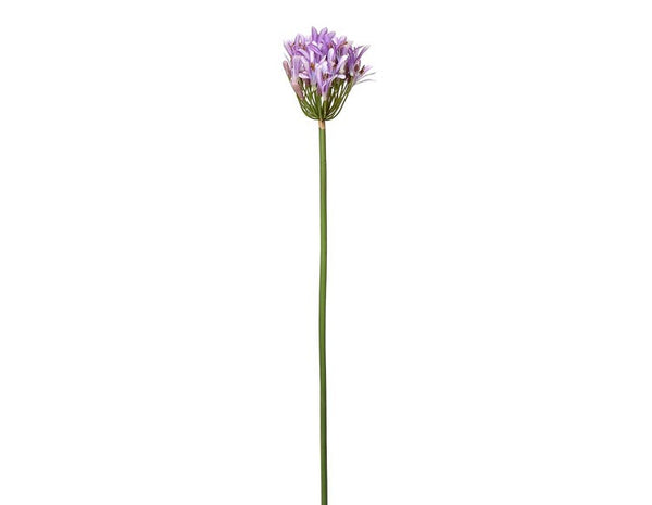 Agapanthus Flowers