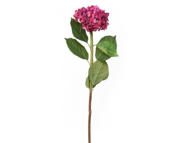 Hydrangea Flowers