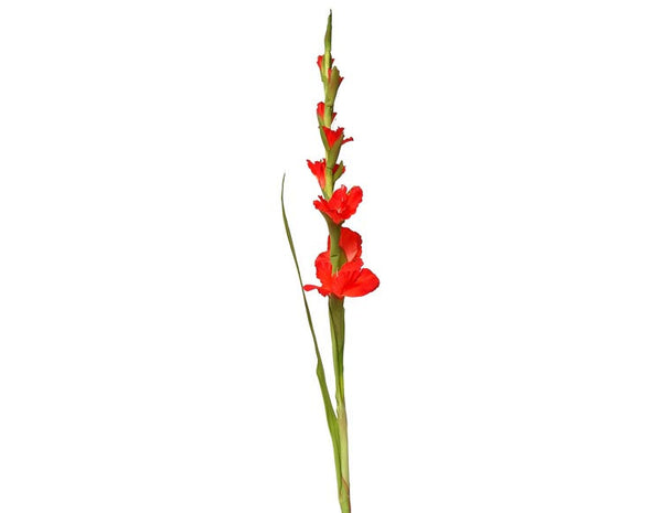 Gladiolus Flowers