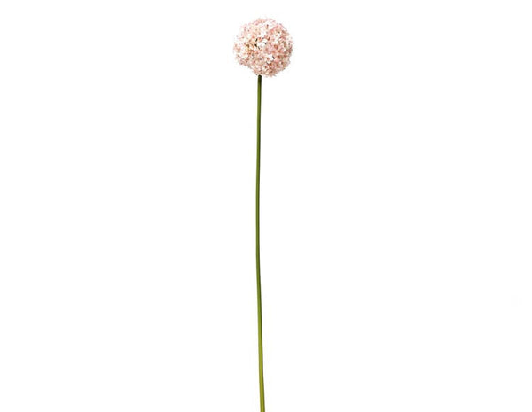 Allium Flowers