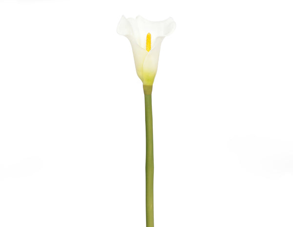Calla Lily Flowers