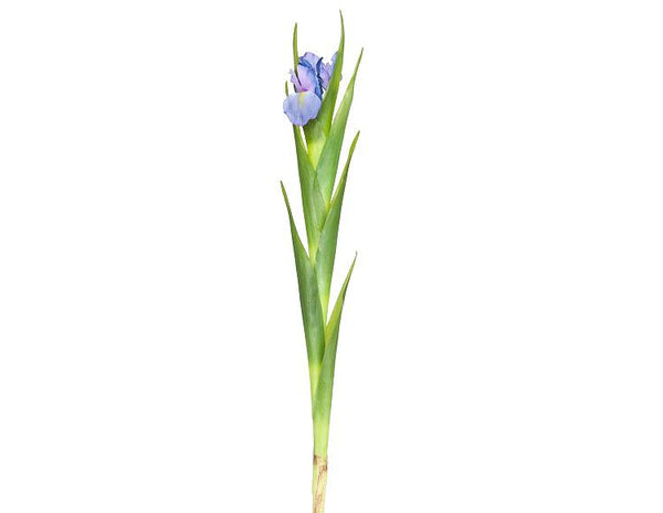 Iris Flowers