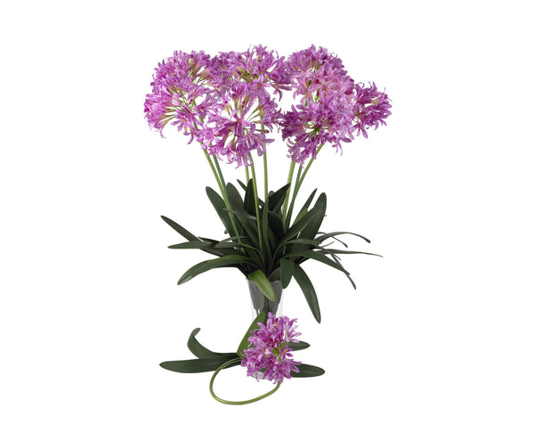 African Lily Pink