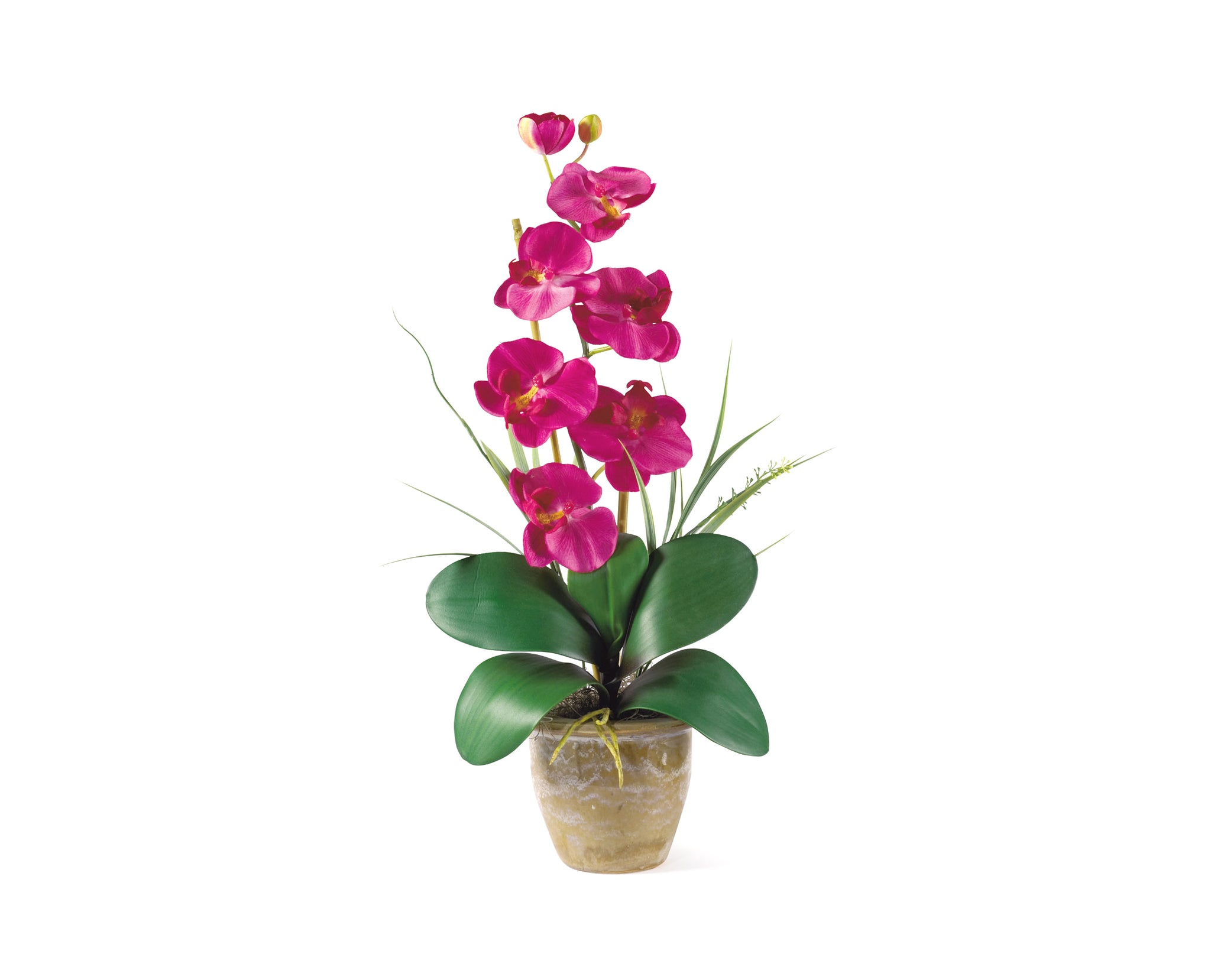 Phalaenopsis Pink Orchid Flowers