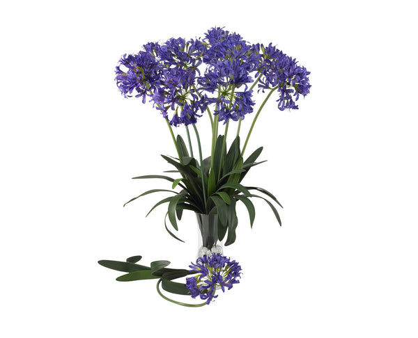 African Lily Purple (12) Flowers