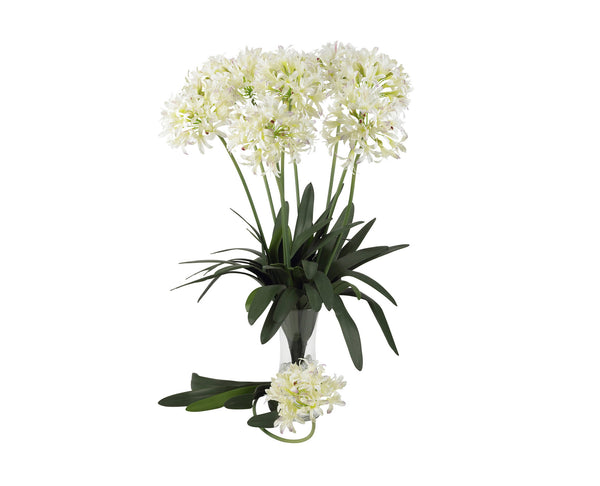 African Lily White (12) Flowers