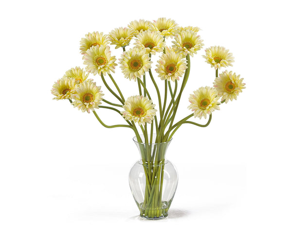 Daisies White Flowers