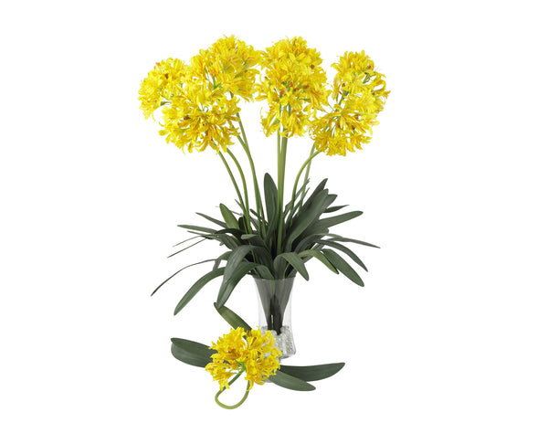 African Lily Yellow (12) Flowers