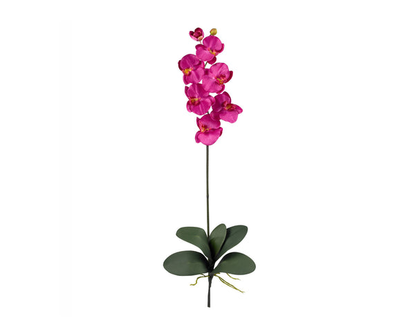 Phalaenopsis Pink (12) nn