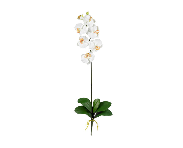 Phalaenopsis Cream (12) nn