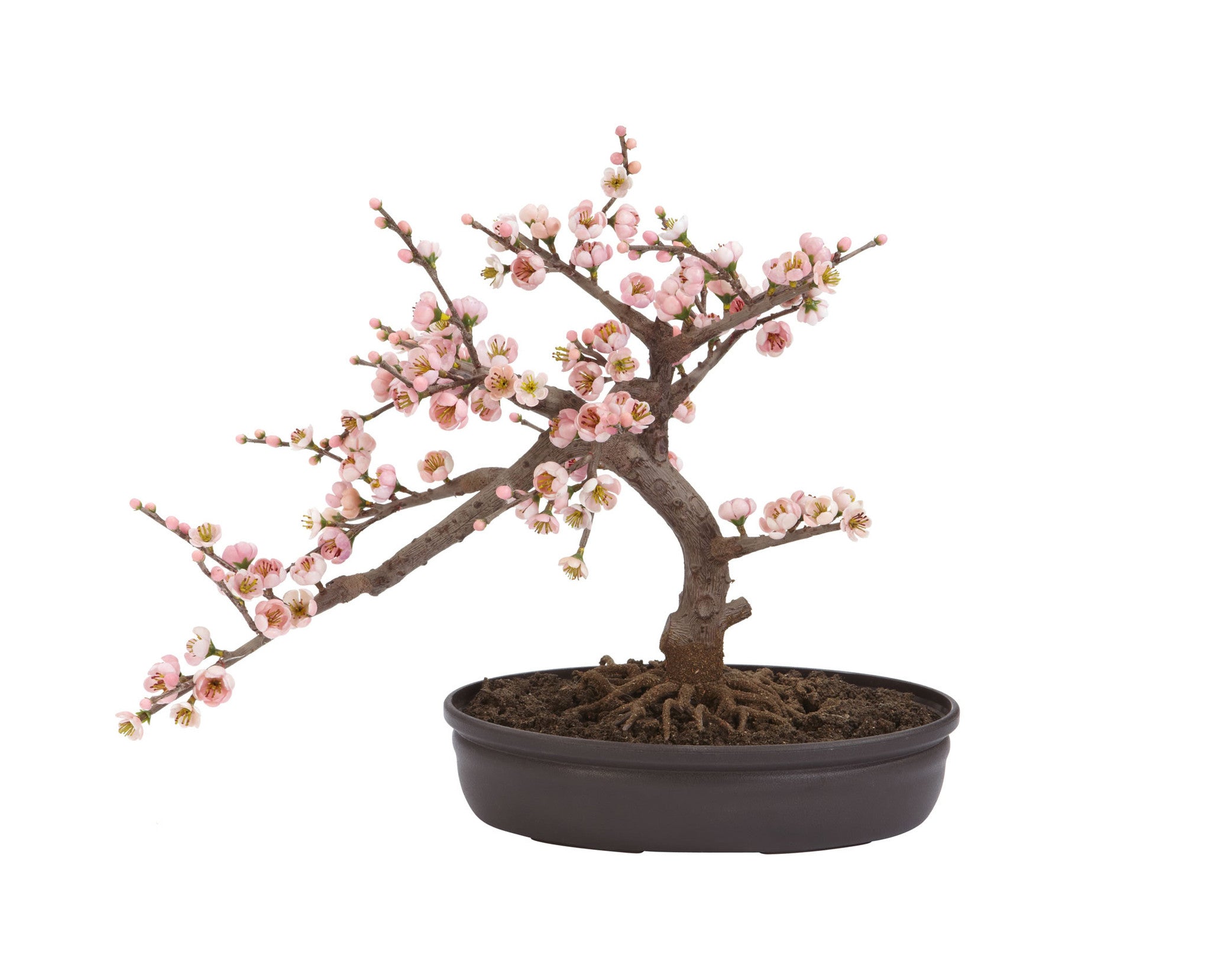 Bonsai Cherry Blossom Trees