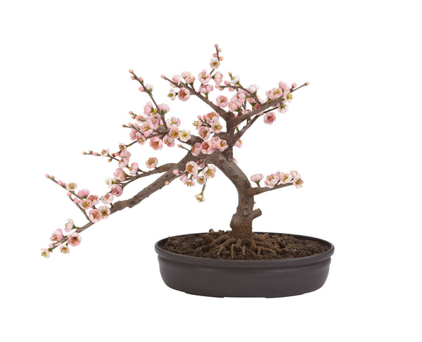 Bonsai Cherry Blossom