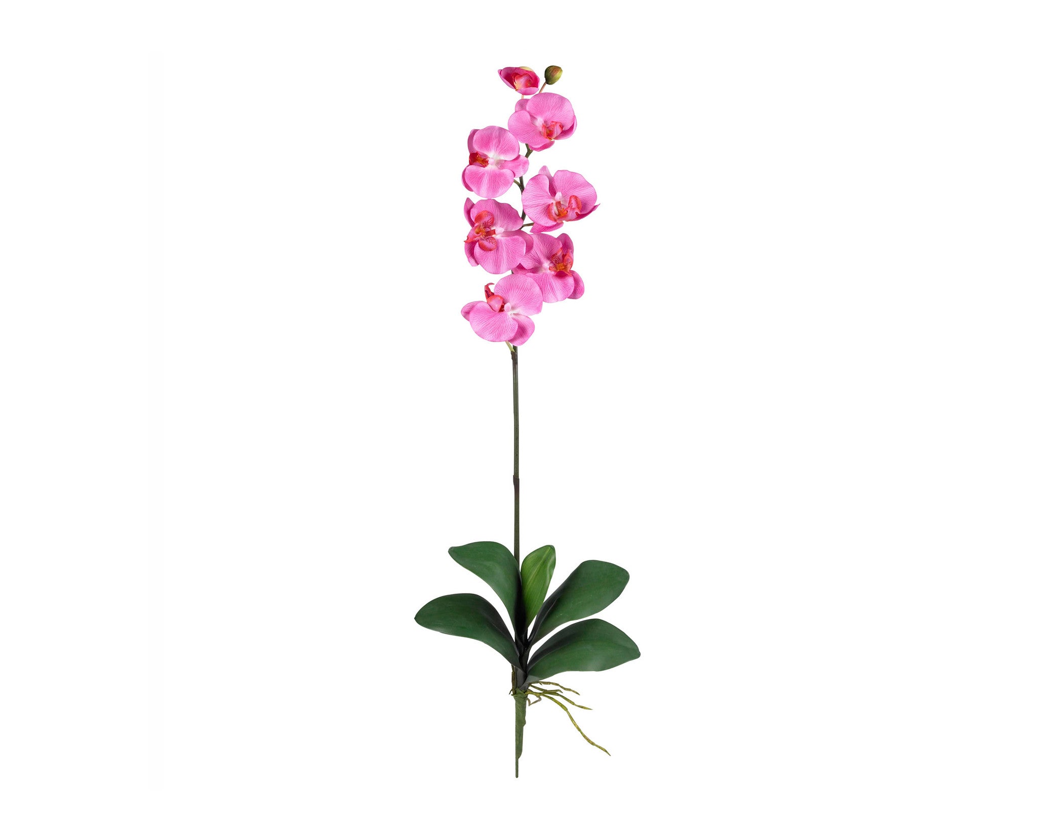 Phalaenopsis Dark Pink (12) nn