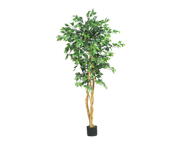 Ficus 5ft Trees