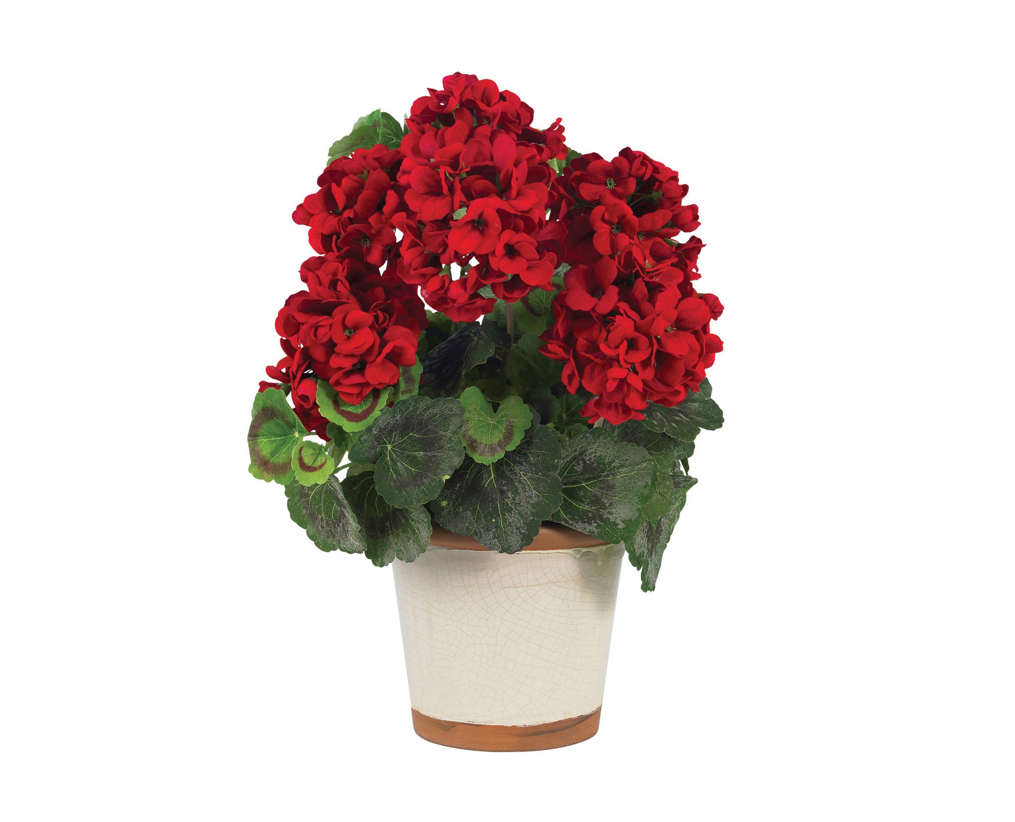 Geranium Red Flowers