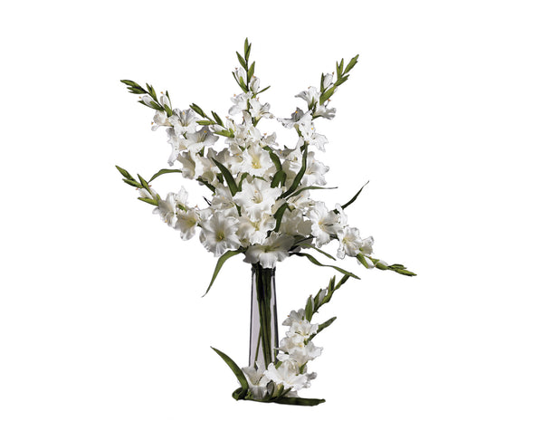 Gladiolus White Flowers
