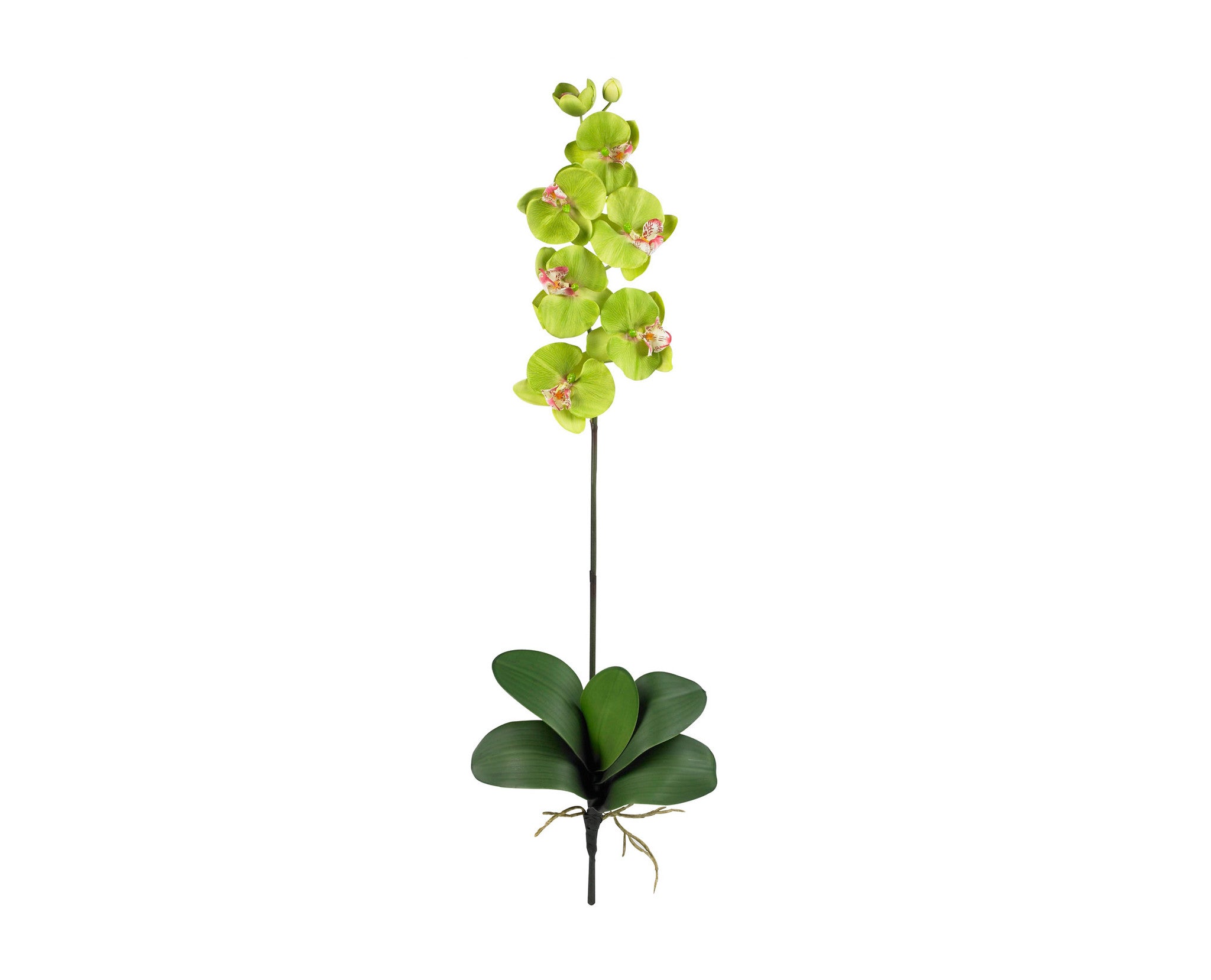 Phalaenopsis Green (12) nn