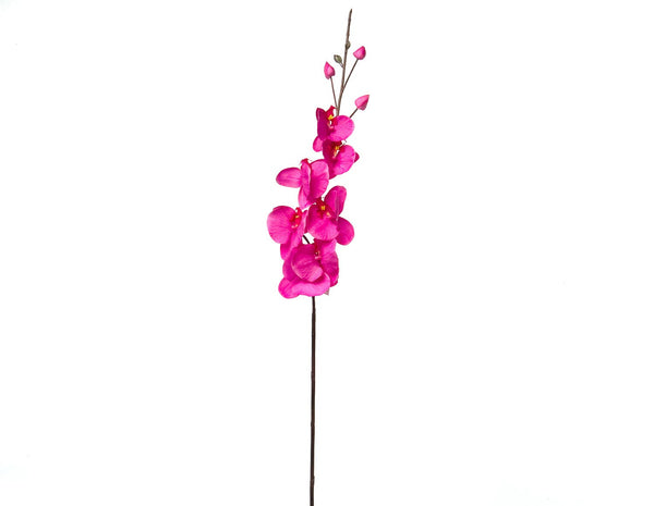 Phalaenopsis Magenta Flowers