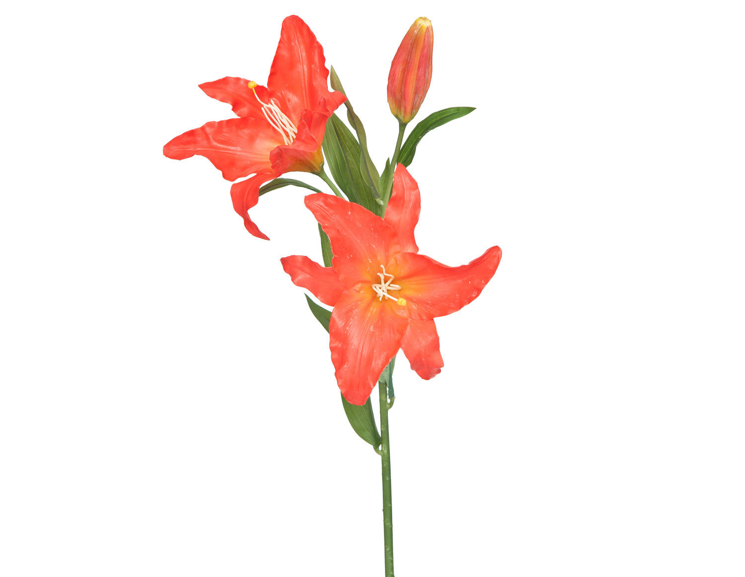 Imperial Lily Orange Flowers