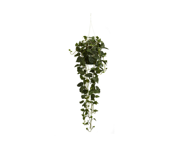 Philodendron Hanging Baskets
