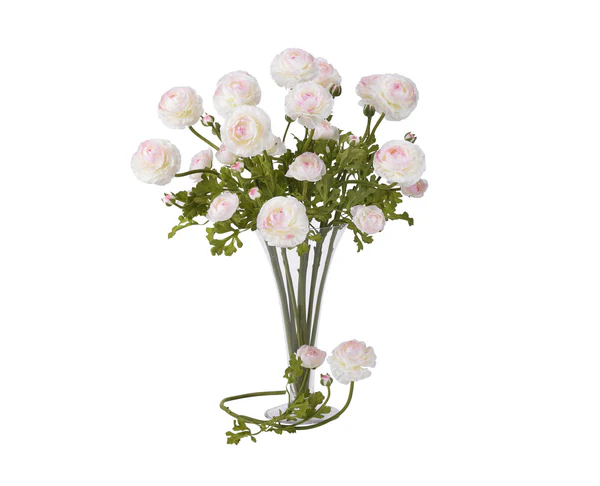 Ranunculus Pink Flowers