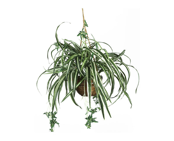 Spider Plant Hanging Baskets