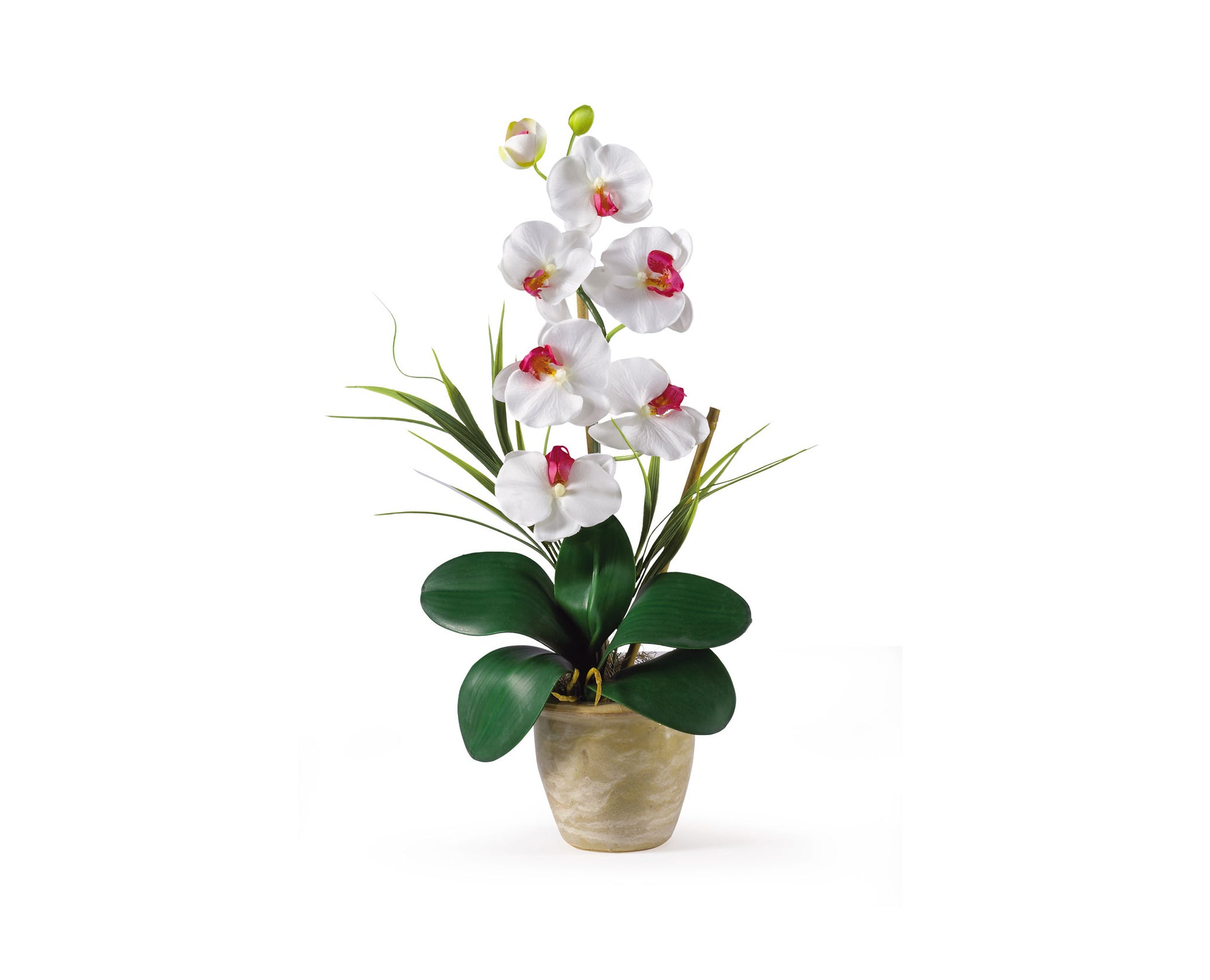 Phalaenopsis White Orchid Flowers
