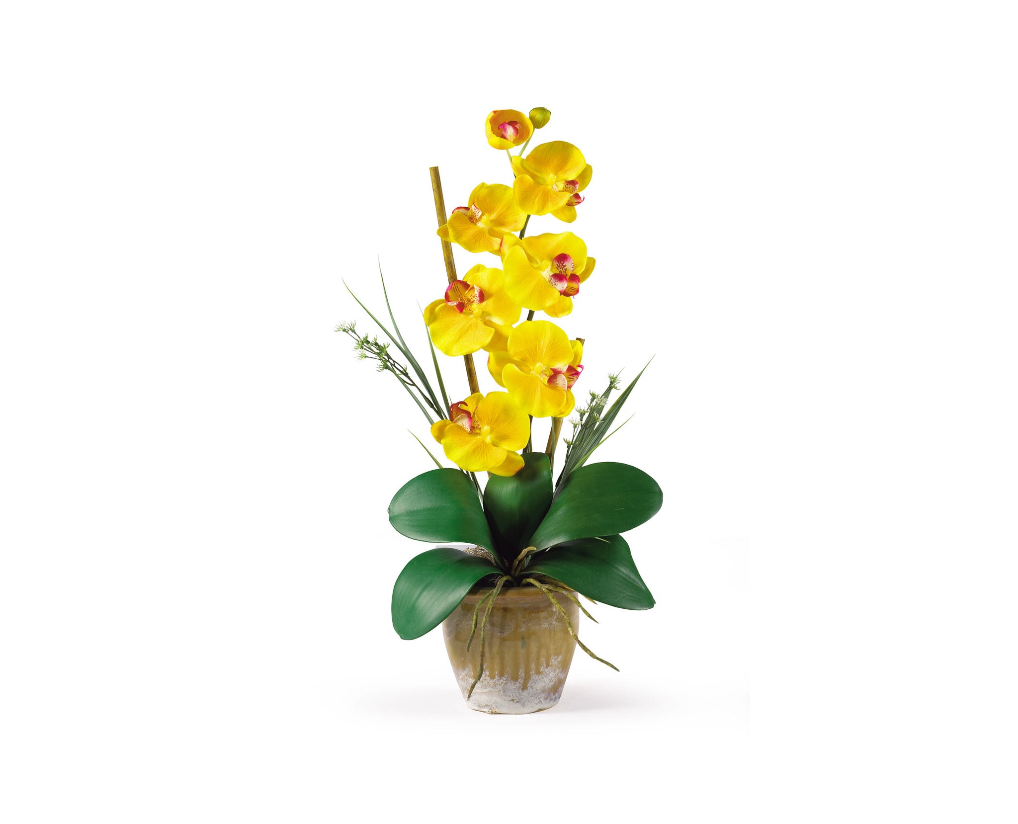 Phalaenopsis Yellow Orchid Flowers